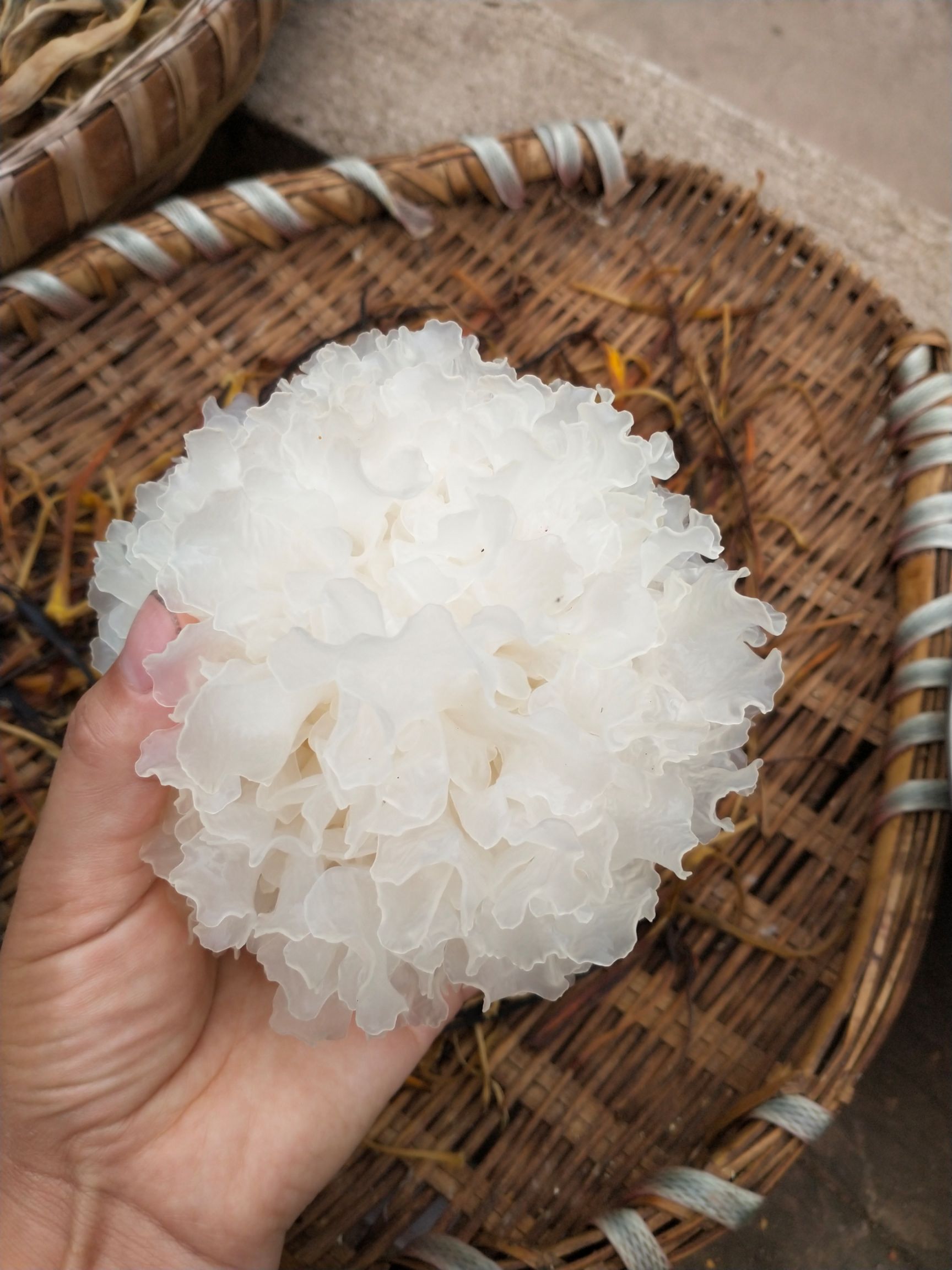 【送礼优选】巴中通江椴木银耳【一级雪耳】无硫熏农药 新年送礼