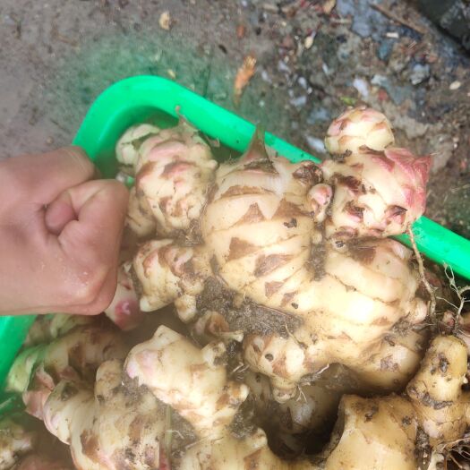 信宜市大黄姜  茂名优质特级生姜大肉姜子姜嫩姜老姜