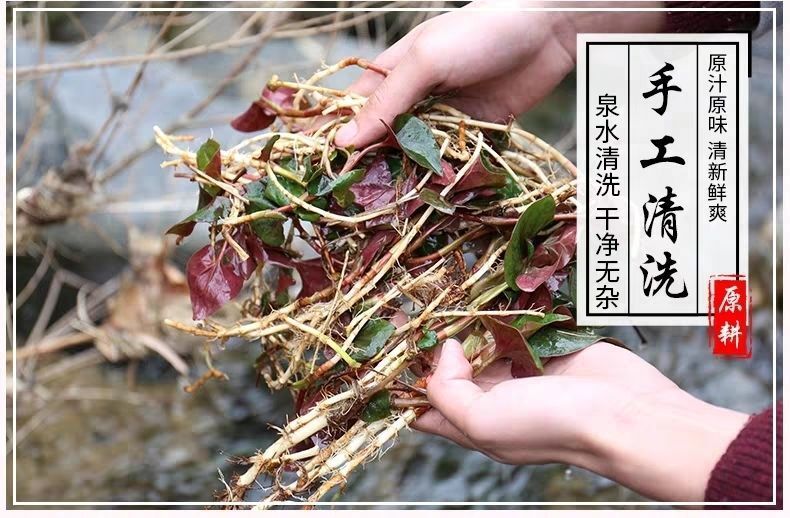 云浮白茎鱼腥草  陕西  徐氏中医鱼腥草(利水养生汤茶)