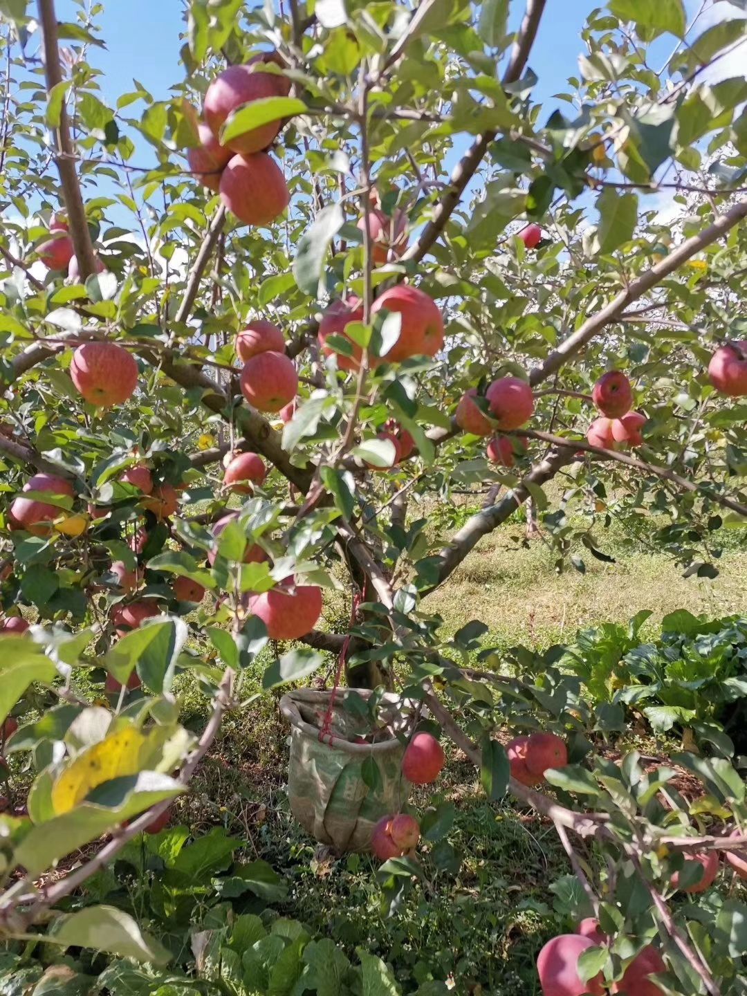 冰糖心蘋果 大涼山瀘沽湖糖心紅富士丑蘋果一件代發(fā)