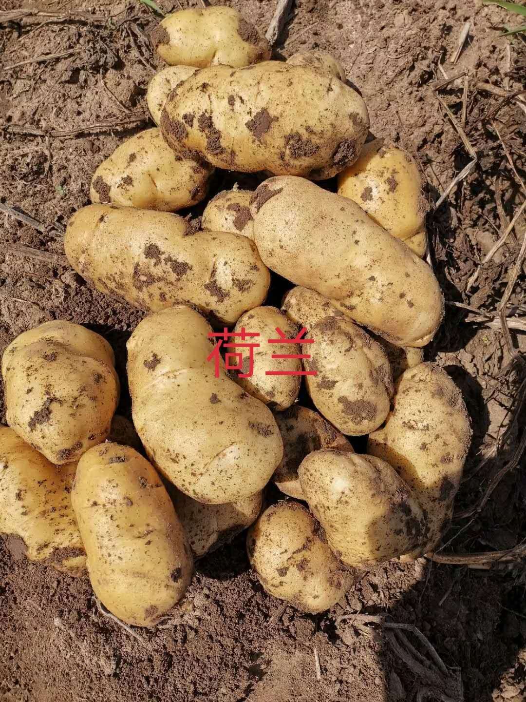 黄心土豆 内蒙赤峰土豆口感很好