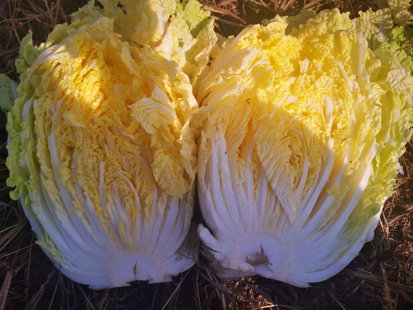 黄心大白菜黄心白菜中大颗3456斤适合走市场