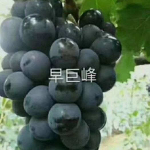 平度市早巨峰葡萄苗