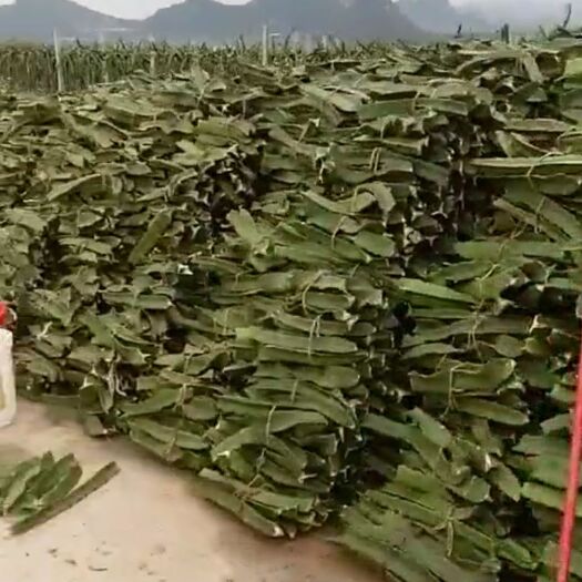 隆安县红宝龙红心火龙果苗出售，基地直供。