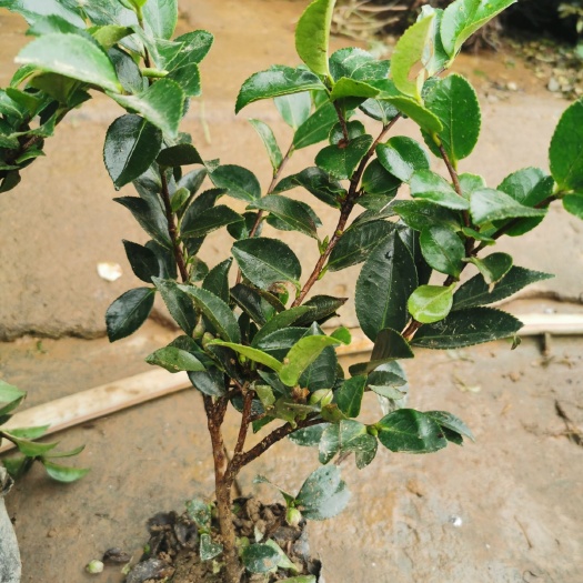 淄博 茶梅小苗根系好带花苞发货