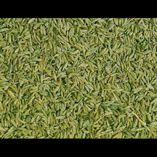 瓜州县大自然调料 大量出售精品孜然