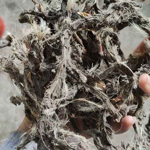 惠水县石菖蒲  石昌蒲