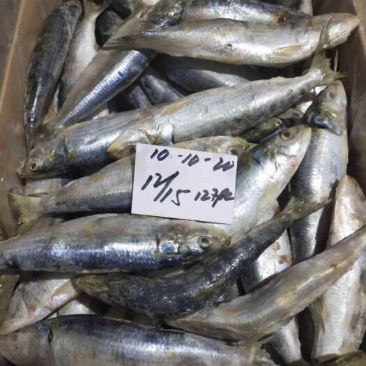 阳江青鳞鱼  大量沙丁鱼出售