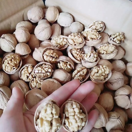 中牟县新疆核桃  新疆纸皮薄皮核桃批发价格5斤包邮
