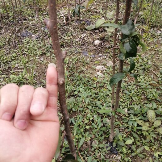 长阳县 皱皮木瓜苗