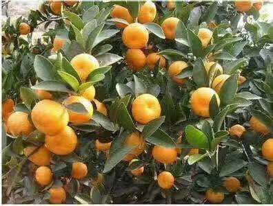 南丰县江西蜜桔