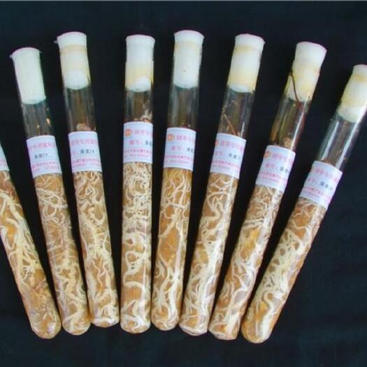 汉中天麻蜜环菌种  天麻密环菌母种  扩大种    原种