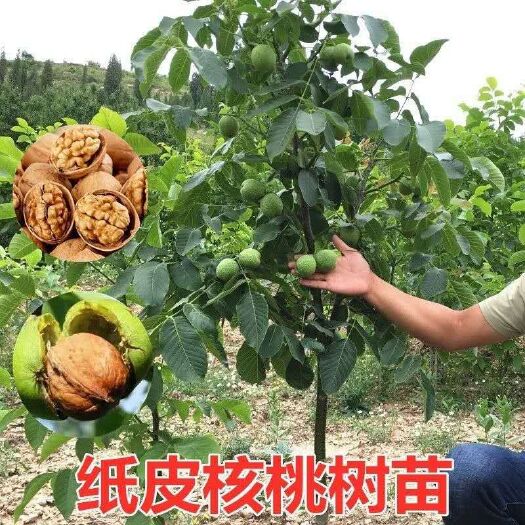 平邑县纸皮核桃苗树薄皮嫁接当年结果盆栽地栽庭院室外南北方种植包邮