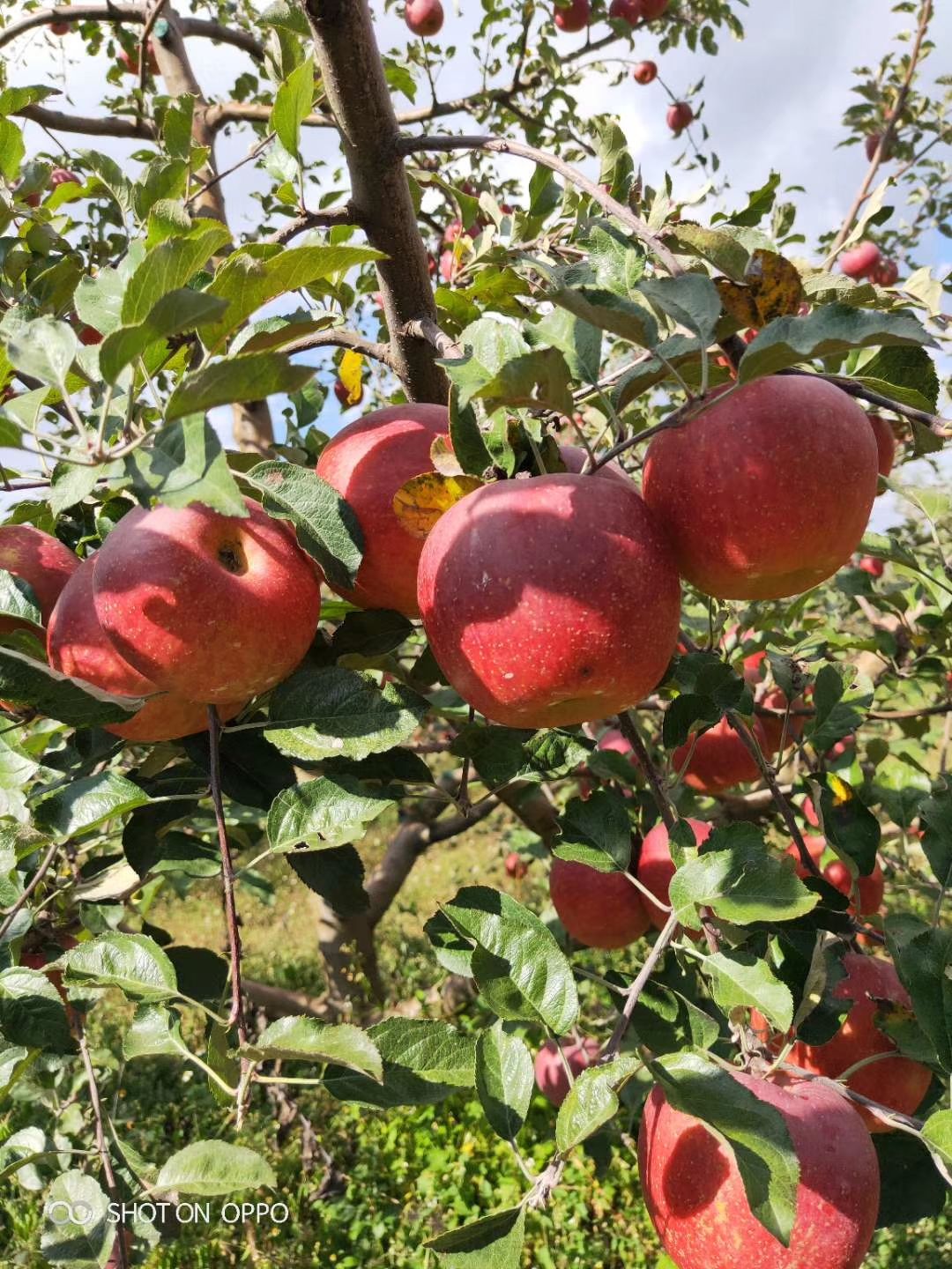 冰糖心蘋果 大涼山瀘沽湖糖心紅富士丑蘋果一件代發(fā)