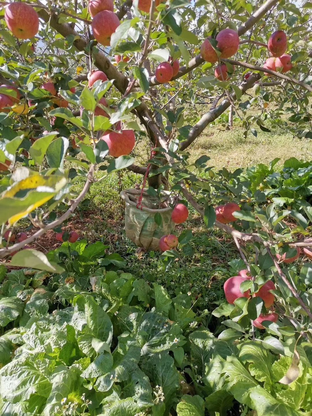 冰糖心蘋果 大涼山瀘沽湖糖心紅富士丑蘋果一件代發(fā)