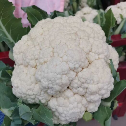 新野县白花菜花 适中 河南省南阳市新野县 2~3斤