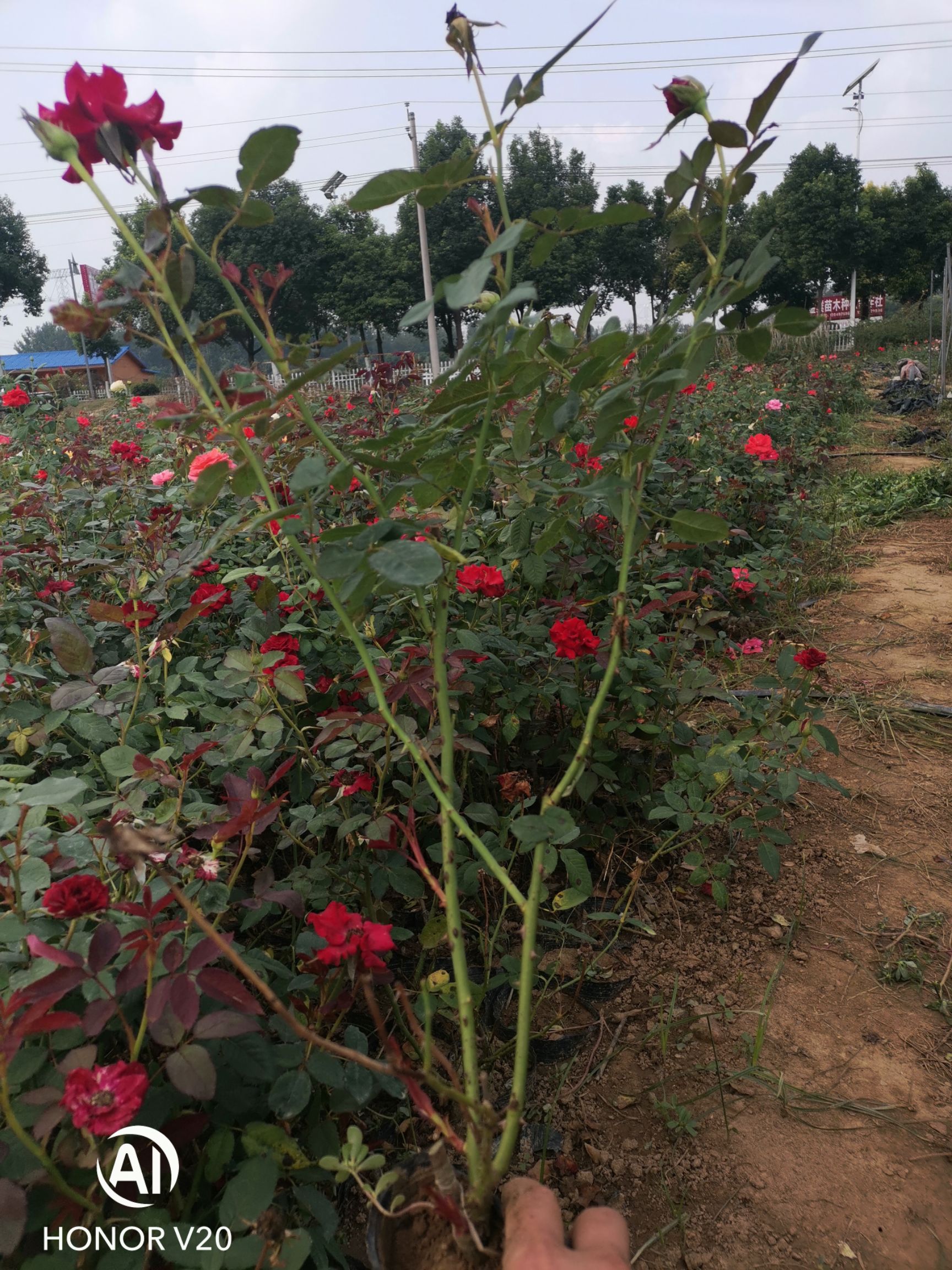 基地直供大花月季，豐花月季，歐月系列杯苗，品種多，花色全