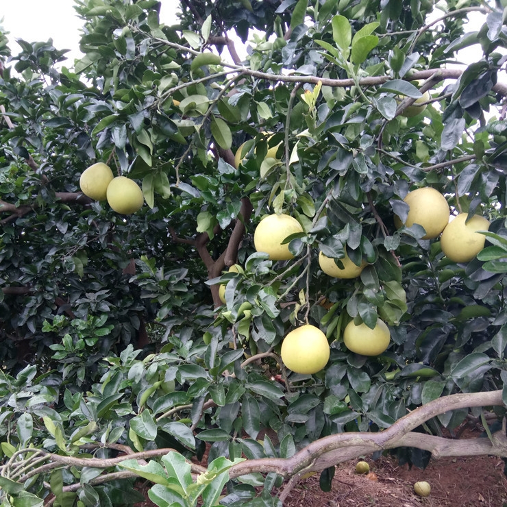 红心柚苗  柚子树苗特大红心蜜柚嫁接苗盆栽南北方种植庭院