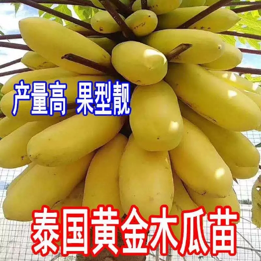 灵山县木瓜苗新品种泰国黄金木瓜苗红肉木瓜苗带土带营养杯发货正品包