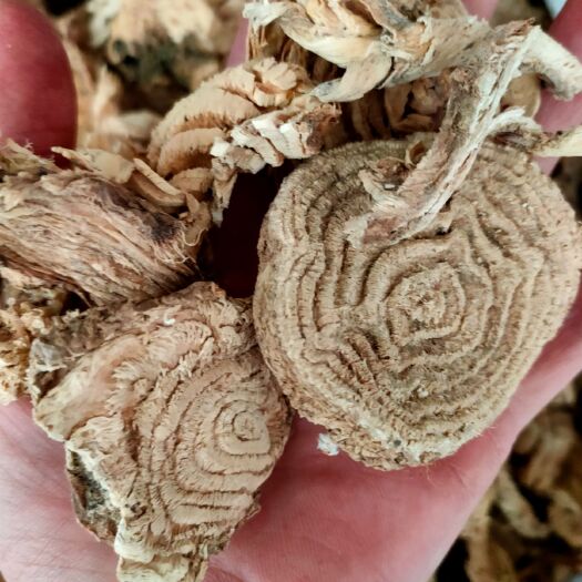  中药材商陆，土人参 原生见肿消 章柳根 牛大黄 山萝卜