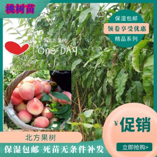绛县水蜜桃苗  水蜜桃树苗 全国保湿包邮死苗无条件补发