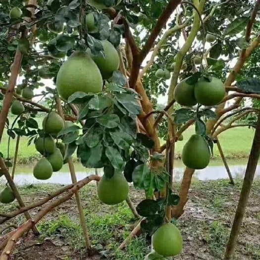 长沙台农芒果苗 芒果苗 黄皮 柚子嘉宝果 有各种品种
