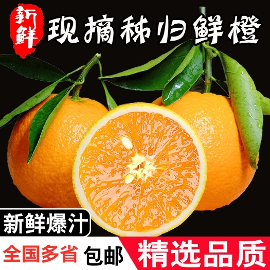 秭归县九月红脐橙扶贫九月红橙秭归橙子脐橙电微商批发商公司福利供货