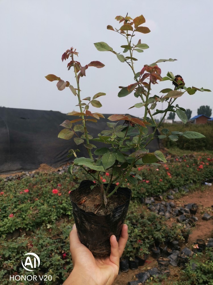 基地直供大花月季，豐花月季，歐月系列杯苗，品種多，花色全