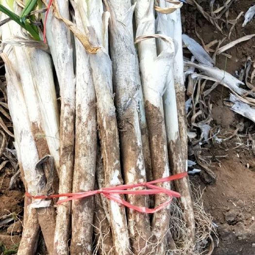 忻州铁杆大葱 忻州大葱大量上市量大从优