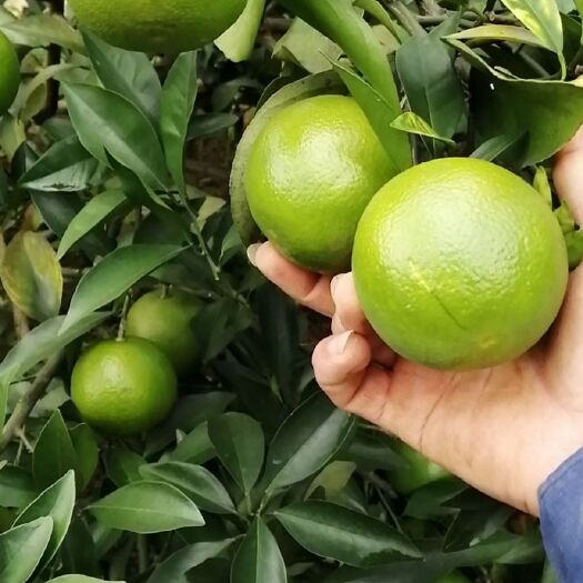 龙州县龙州红江橙