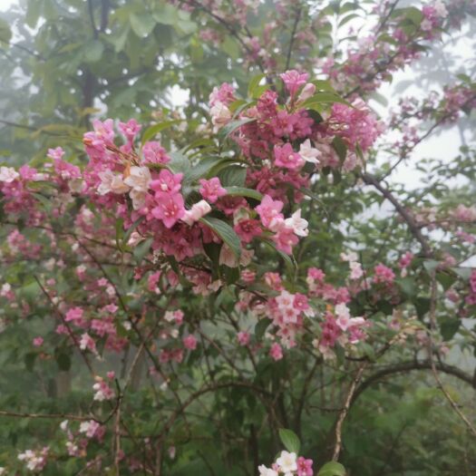 隆回县锦带花  五彩锦带 1-10公分一手货源 量大从优