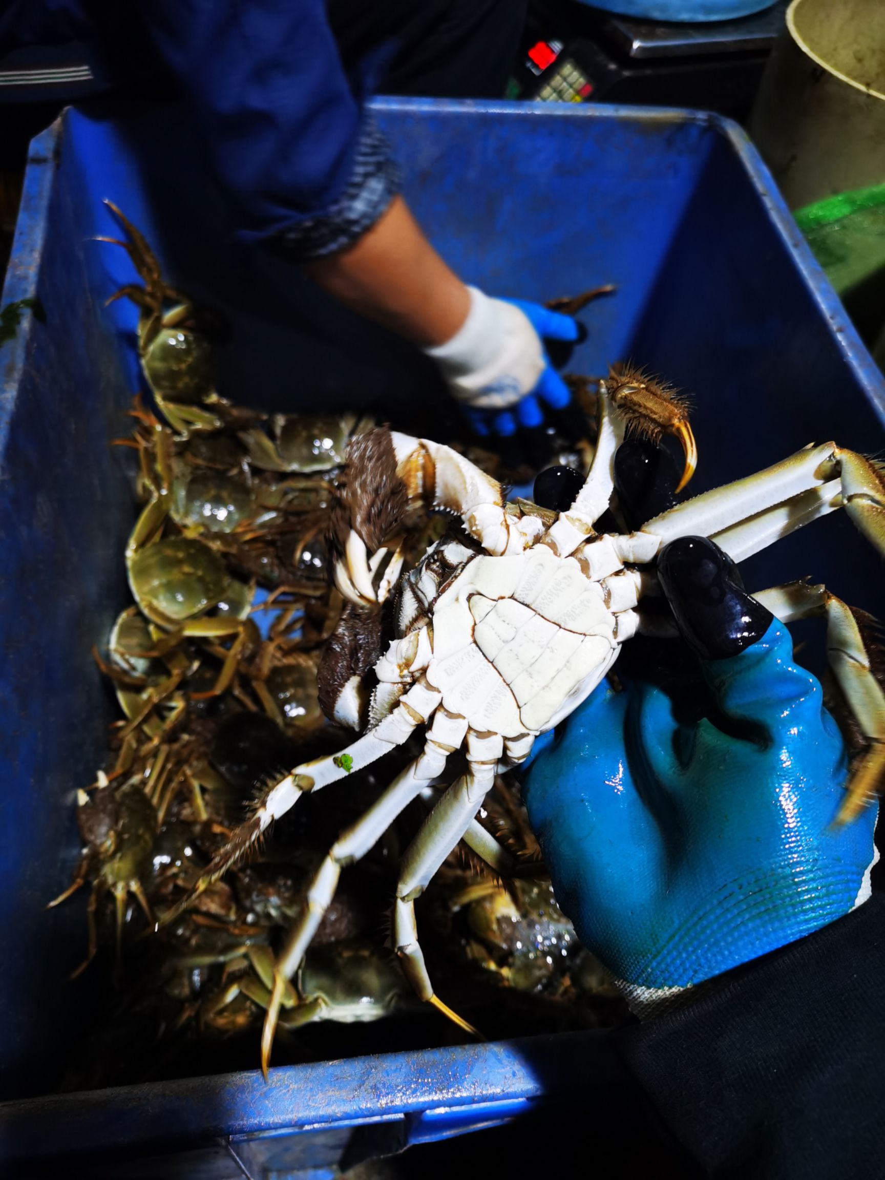 大闸蟹  优质母蟹公蟹 底价出售 有肉 有黄  不苦