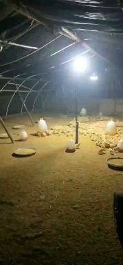 清流县土鸡苗 统货 