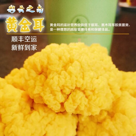 顺丰空运包邮云南新鲜金耳菌，金耳