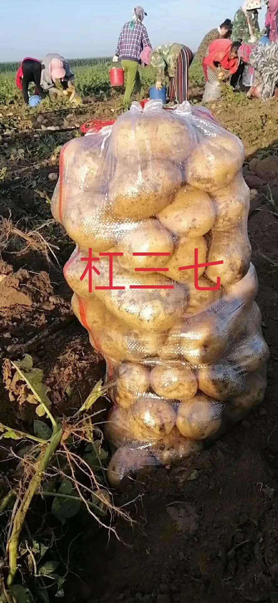 黄心土豆 内蒙赤峰土豆口感很好