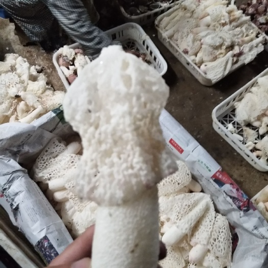 贞丰县 红托竹荪