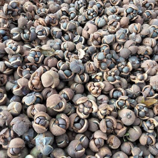 楚雄市油茶籽  野山茶花果，红花茶果，干籽，大量批发