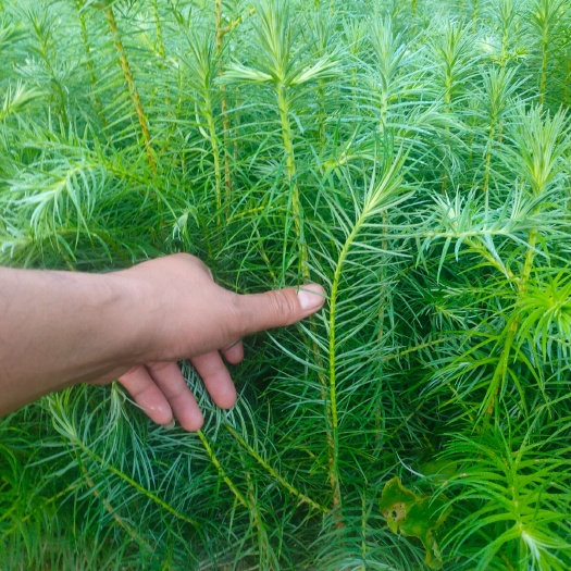 丘北县杉木树苗  本公司长期供应各种荒山造林，绿化工程苗木，