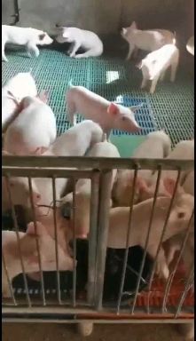 外三元仔猪  外三元猪苗、猪崽、仔猪