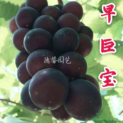 平度市早巨宝葡萄苗早熟巨峰系新巨藤葡萄苗大粒稳产葡萄苗基地