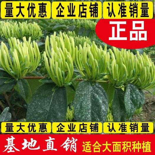 平邑县四季金银花苗，高产金银花苗，基地自育自繁，死苗补发，免费技术