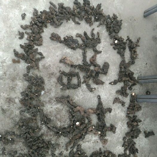 金川县猪苓现货三十吨