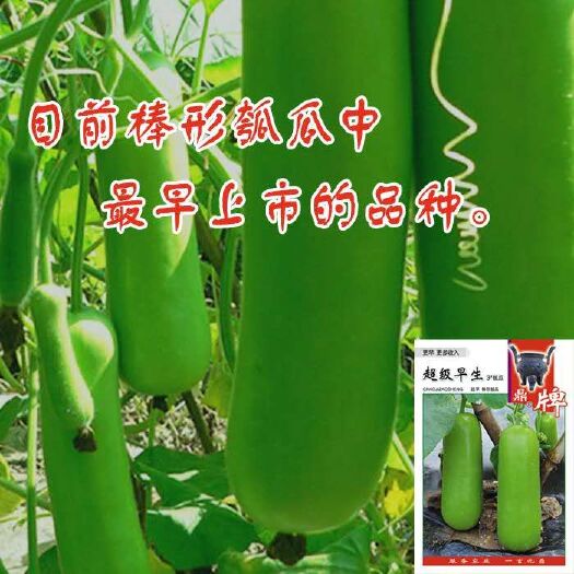 夏邑县鼎牌早生3号瓠瓜种子，短棒型，特早熟，口感细腻清爽，
