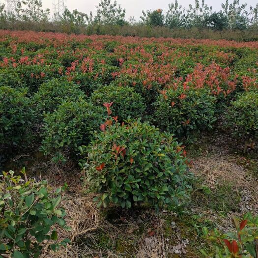 镇平县1.2米红叶石楠球精修毛修，量大，基地直供，一手货源