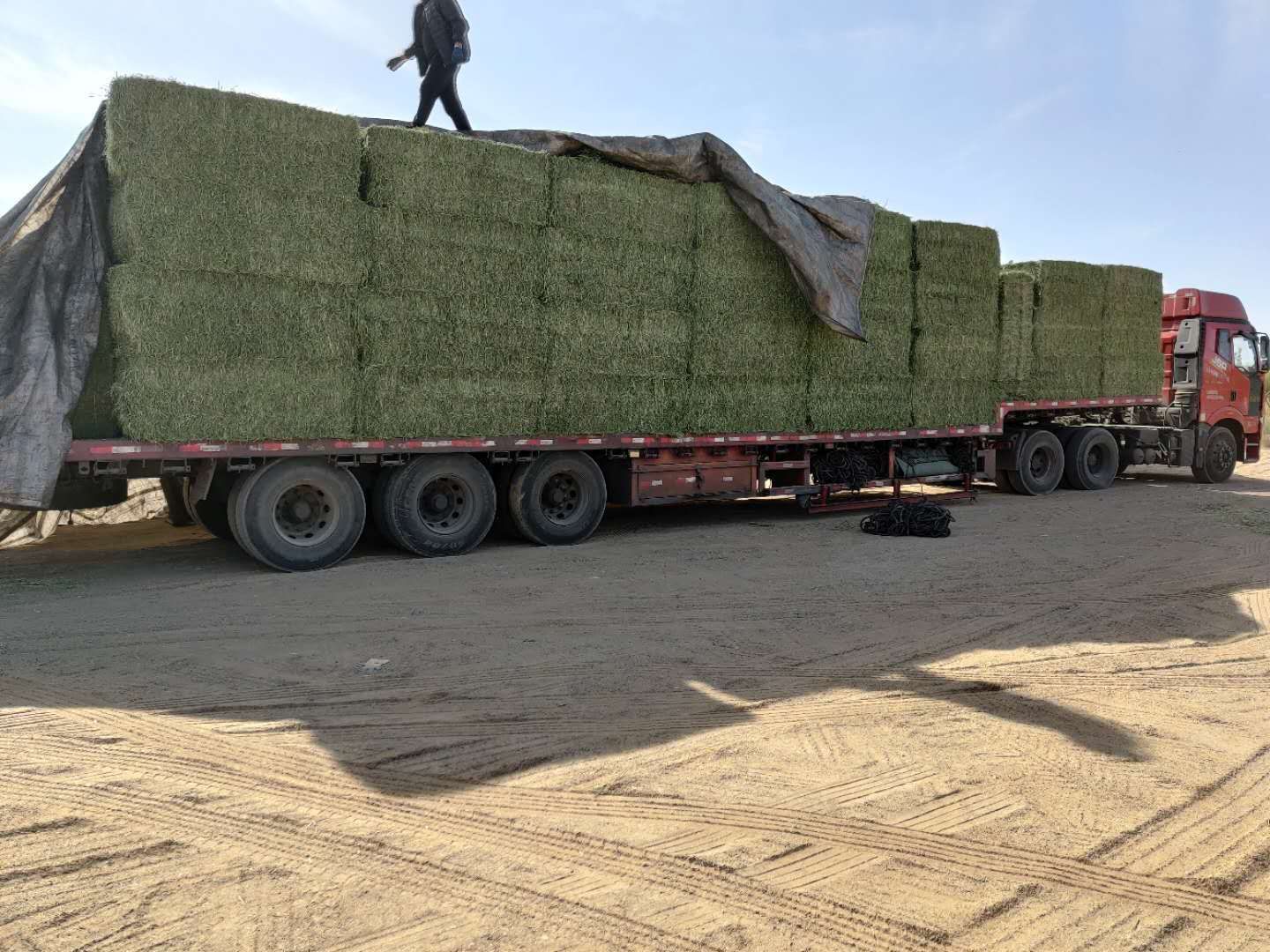 青燕麦草  高糖分优质新鲜燕麦草