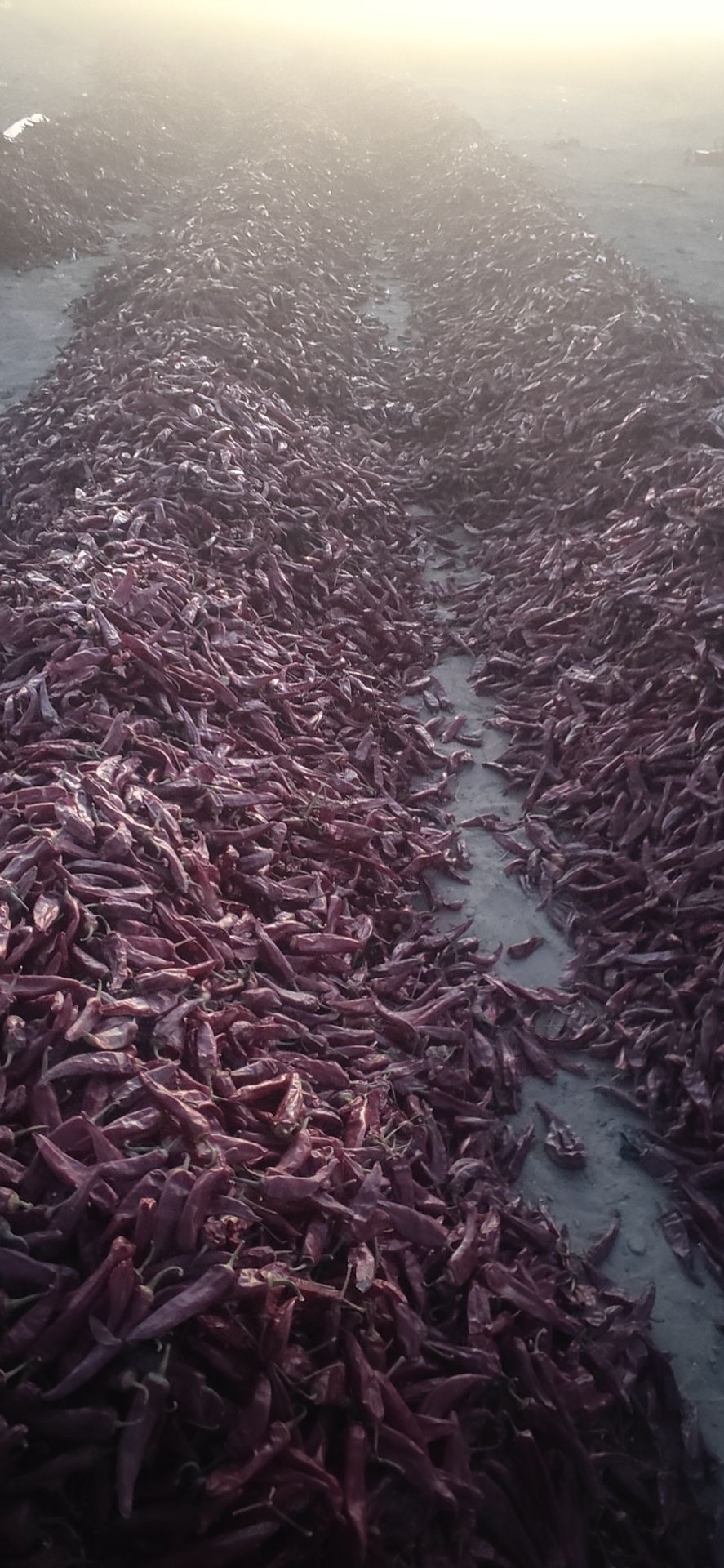 甘肃民勤美国红辣椒打酱辣椒辅佐料辣椒干辣椒超级辣辣椒