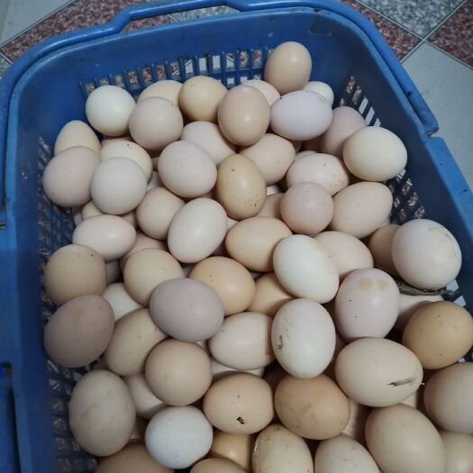 衡南县土鸡蛋 食用 箱装 