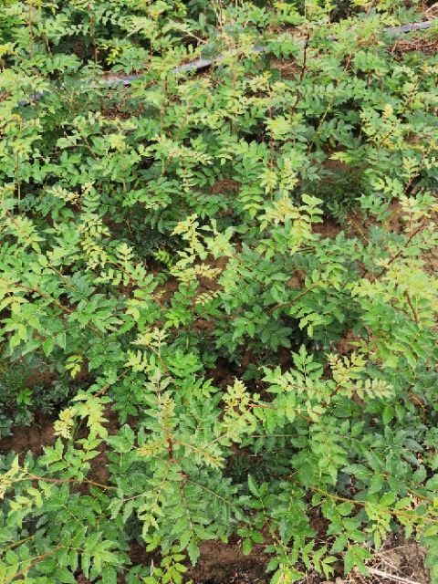 咸阳大红袍花椒苗 大红袍花椒