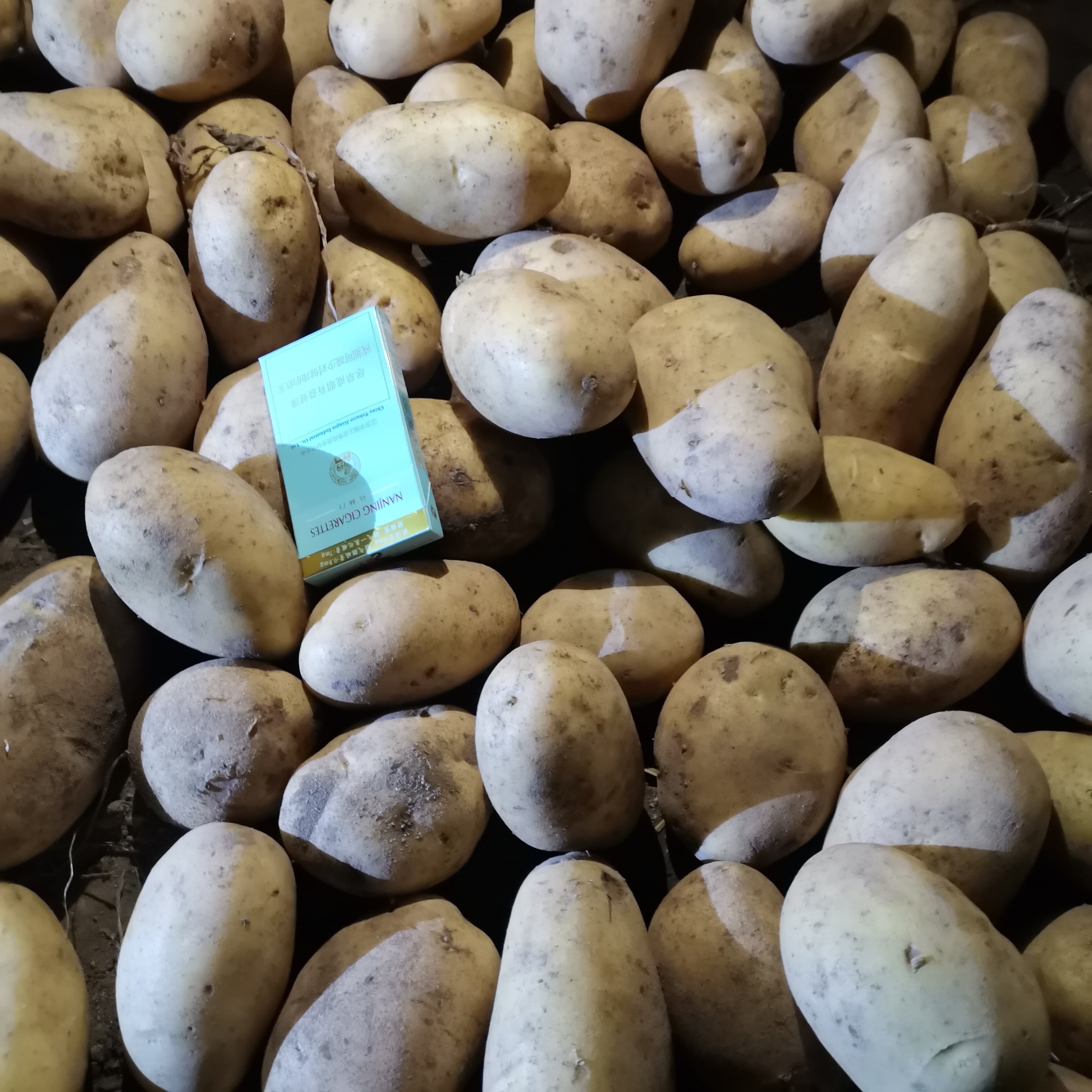 226土豆品种简介图片