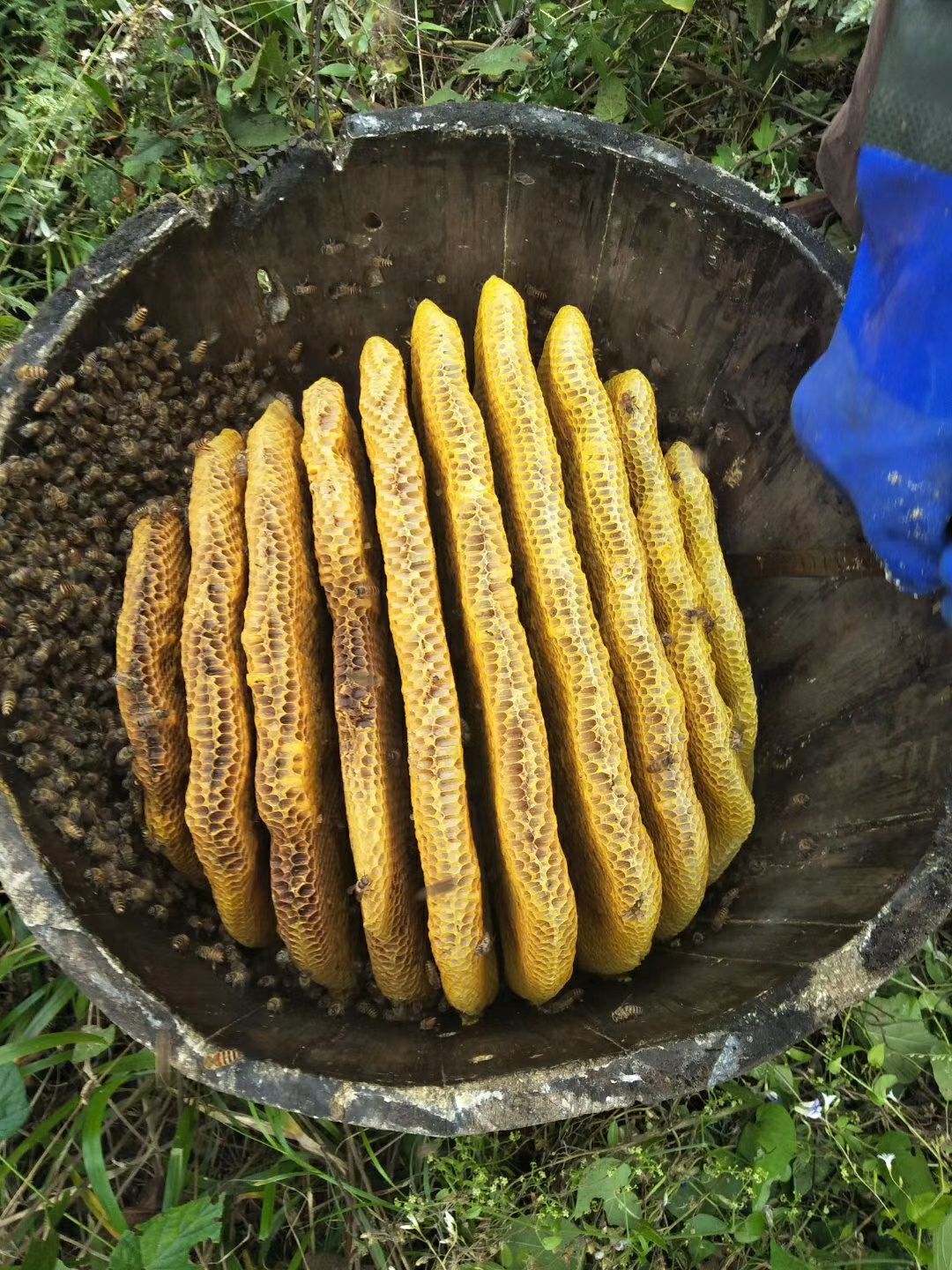 秦岭蜂巢蜜，土蜂蜜一年只取一次